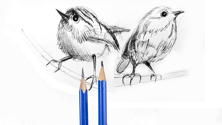 Drawing & Sketching of Birds - Free Udemy Courses