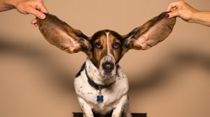 Ear Training Starts Here - Identify The Notes - Free Udemy Courses