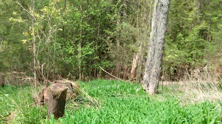 walking in the woods with wise mind - Free Udemy Courses